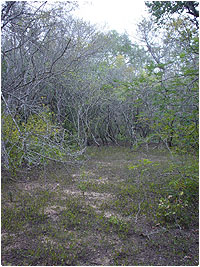 Un claro en el bosque, apto para cultivar en verano. Los Ayoreo dieron a la zona con muchos de estos claros el nombre 