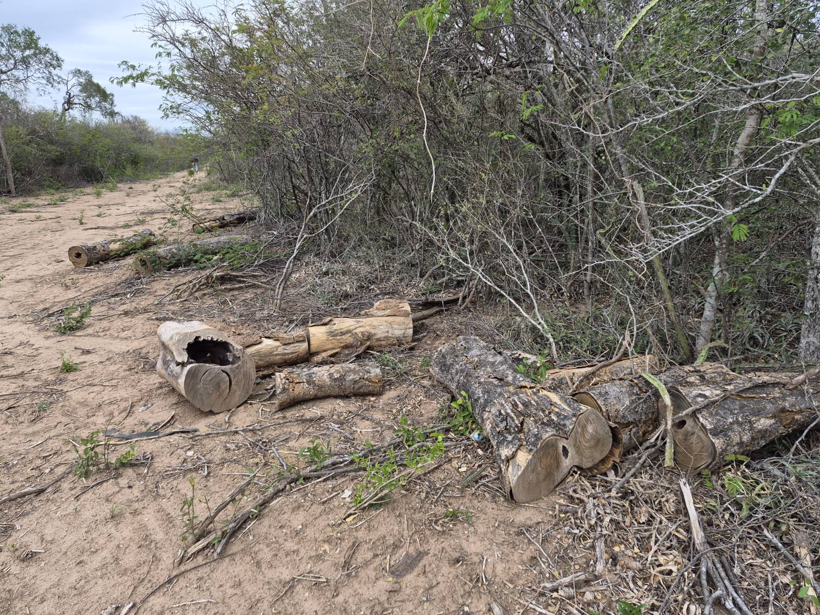Foto: Tala ilegal de Palo Santo verificada en reciente monitoreo territorial realizado por autoridades y técnicos de las 3 organizaciones del Pueblo Ayoreo, con apoyo de Unión Internacional de Conservación de la Naturaleza de Holanda (UICN).